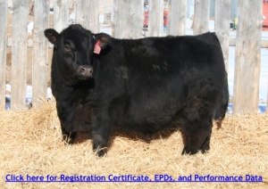 Click for EPDs and Performance information on Jubilee 138F.