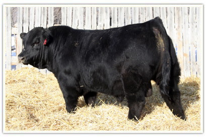 DVE Davidson Bamford 36A