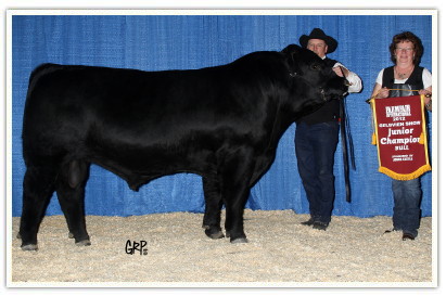 DVE Davidson Moneyman 86Y winning the Junior Champion Bull at FarmFair 2012.