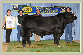 DVE Davidson Romance 116W - Reserve Grand Champion Bull at the 2010 Farmfair in Edmonton.