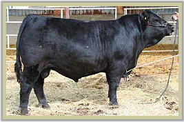 DVE Davidson Romance 116W