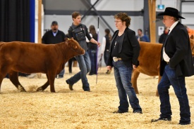 Vern and Eileen judging at 2019 Agribition.