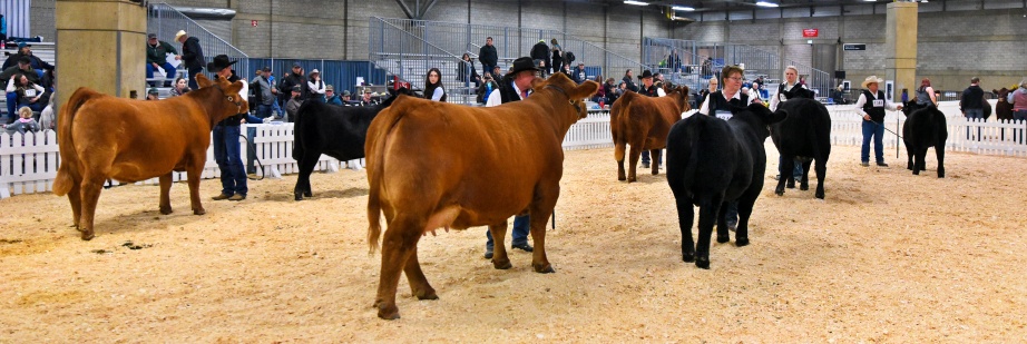 DVE Davidson Ms Jennings 29C and DVE Davidson Humble J 97G in the show ring.
