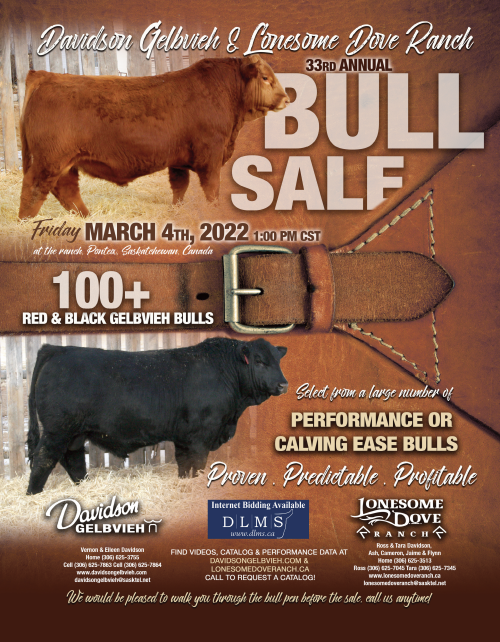 Selling more than 100 purebred Gelbvieh bulls, black and red. Semen tested. Performance tested. New bloodlines. Calving ease bulls or cow bulls.