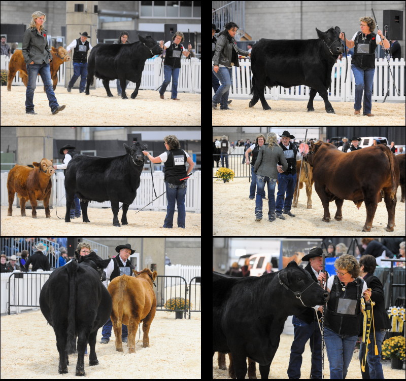 Results from FarmFair