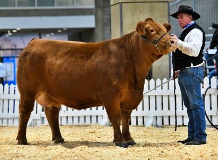 DVE Davison Ms Gift 4D, half sister to Donation Heifer.
