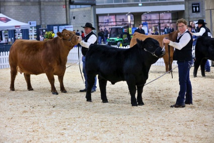 Vern and Eileen in the show ring at Edmonton