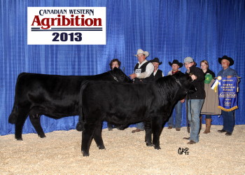 Homozygous Black and Homozygous Polled, Huba Huba 32A is a Jan. 28th 2013 edition of the Navaho sired progeny.