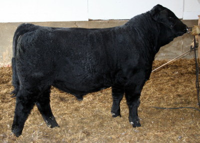 Homozygous Black and Homozygous Polled, Huba Huba 32A is a Jan. 28th 2013 edition of the Navaho sired progeny.