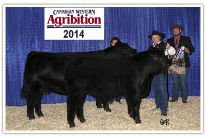DVE Davidson MS Mambo 32Y and DVE Davidson Chester 72B at Agribition 2014.