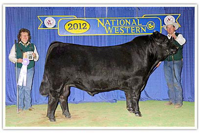 Reserve Junior Champion Bull at the 2012 National Western in Denver.