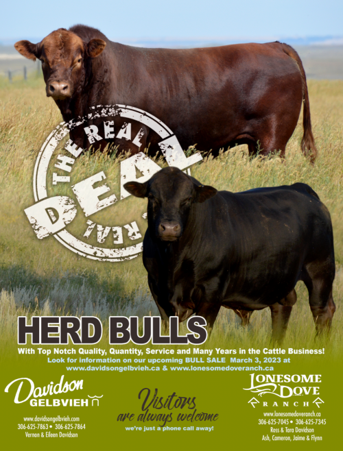 The Real Deal - Herd Bulls with Top Notch Quality, Quantity, Service, and Many Years in the Cattle Business!